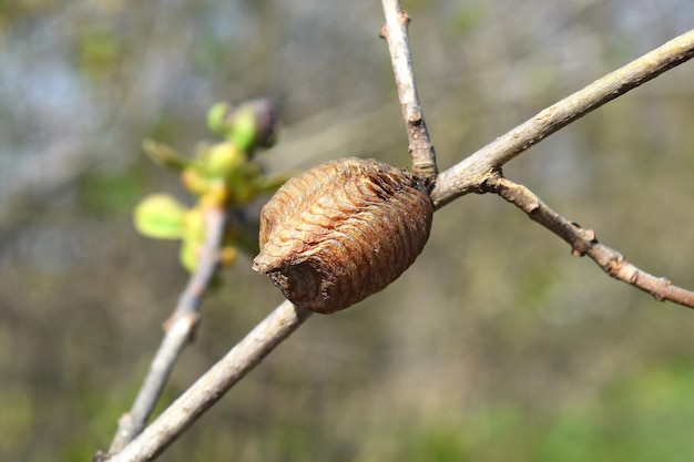 Foto ootheca hierodula transcaucasica em um ramo