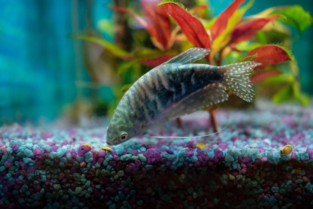 Foto opaline gourami trichopodus trichopterus alimentando peixes em um aquário doméstico