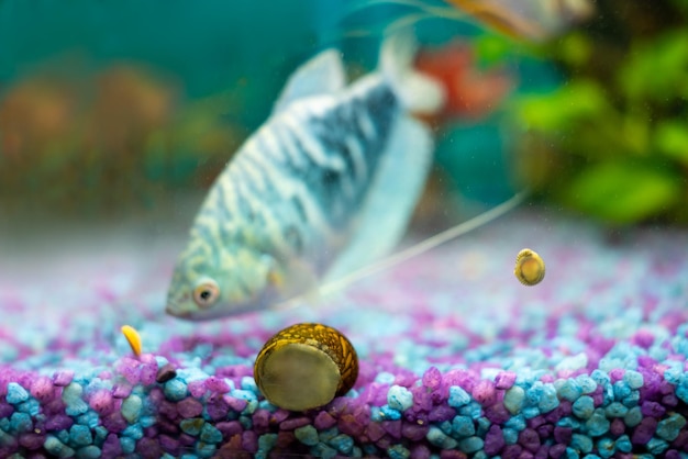 Foto opaline gourami trichopodus trichopterus peixes e caracóis em um aquário doméstico