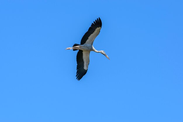 Openbill asiático volando en el cielo azul claro, Chorakhe Mak Reservoir, Buriram, Tailandia