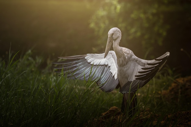 Openbill-Flügel breiteten sich in der Sonne aus