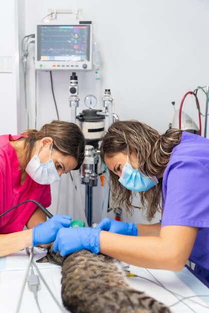 Operação clínica veterinária em um veterinário de gatos e assistente veterinário em operação uniforme na boca