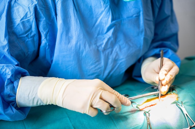 Operación de cirugía cerca de las manos del cirujano cosiendo la herida después de operar el tratamiento quirúrgico c ...