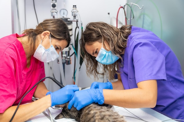 Operación de clínica veterinaria en un gato veterinario y asistente veterinario en la operación de boca.