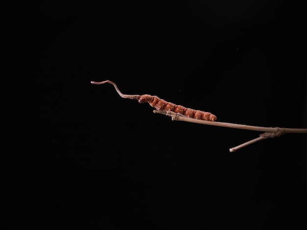 Ophiocordyceps Sinensis o hongos cordyceps es una hierba sobre fondo negro