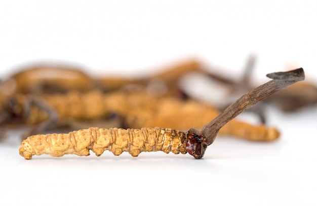 Ophiocordyceps sinensis o hongos cordyceps esto es una hierba