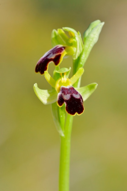 Ophrys fusca é uma espécie de orquídea da família das orquídeas