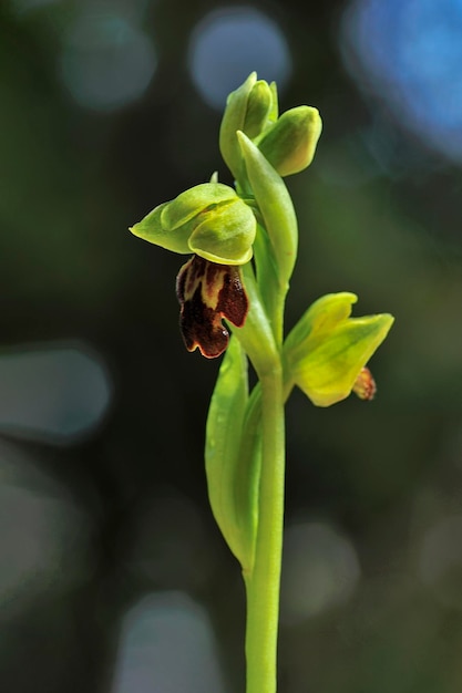 Ophrys fusca é uma espécie de orquídeas monopodiais