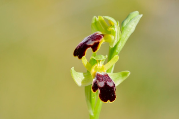 Ophrys fusca es una especie de orquídeas de la familia Orchidaceae