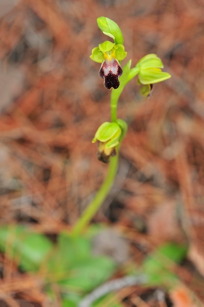 Ophrys fusca es una especie de orquídeas monopodiales