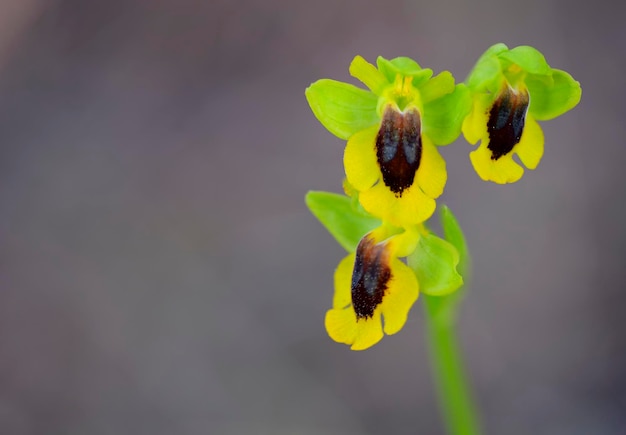 Ophrys lutea es una orquídea terrestre de la familia Orchidaceae de las llamadas orquídeas abeja