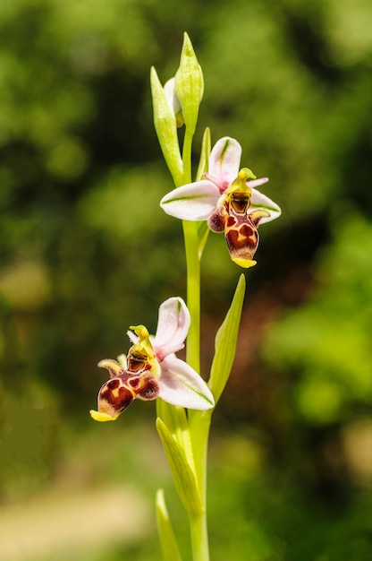 Ophrys scolopax es una especie de orquídeas de la familia Orchidaceae