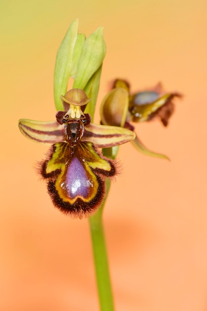 Ophrys speculum es una especie de orquídeas de la familia Orchidaceae