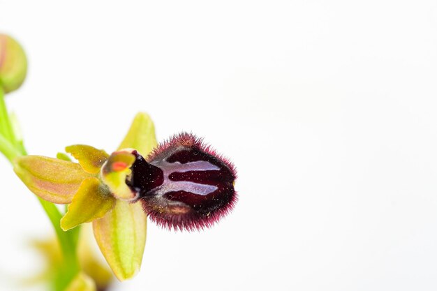 Ophrys sphegodes ist eine Art Spinnenorchidee