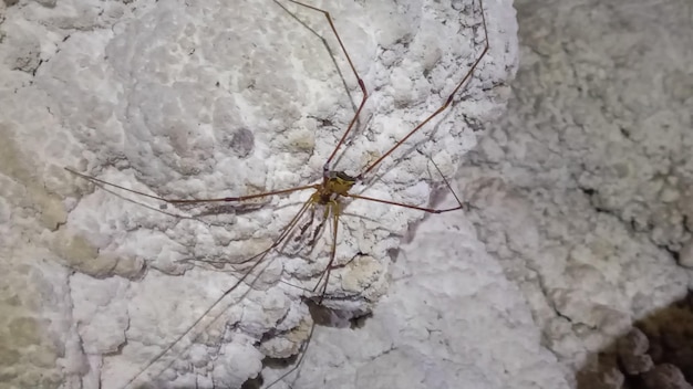 Opiliones-Spinnenspinnentier aus nächster Nähe in einer Kalksteinhöhle