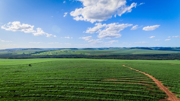 Opinião aérea do campo da plantação da cana-de-açúcar com luz do sol. agrícola industrial.