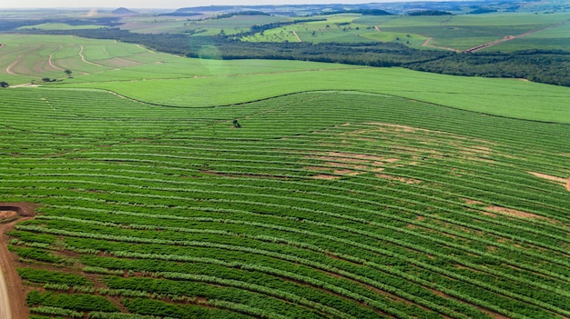 Opinião aérea do campo da plantação da cana-de-açúcar com luz do sol. agrícola industrial.