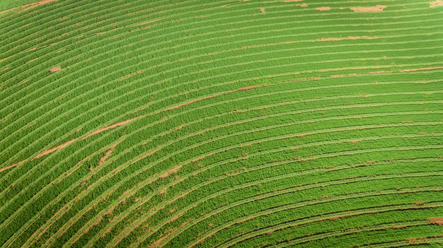 Opinião aérea do campo da plantação da cana-de-açúcar com luz do sol. Agrícola industrial.