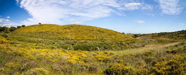 Opinião bonita da mola de montes do campo do Algarve com arbustos amarelos e o céu azul com as nuvens brancas situadas em Portugal.