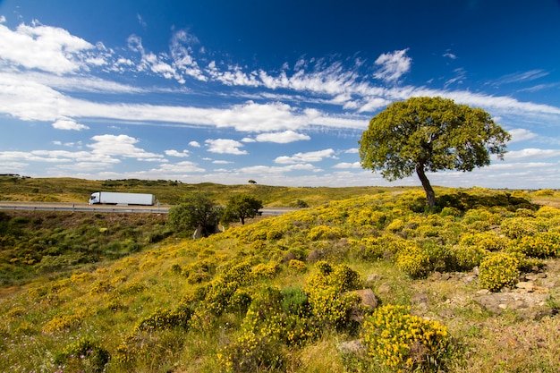 Opinião bonita da mola de montes do campo do algarve com arbustos amarelos e o céu azul com as nuvens brancas situadas em portugal.