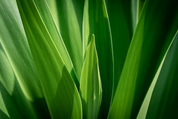 Opinião da natureza do close up da folha verde na vegetação borrada