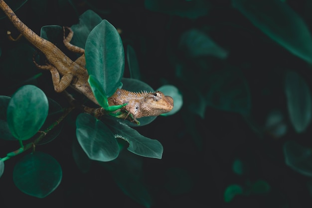 Opinião da natureza dos répteis no fundo da folha verde. O camaleão aderindo nos galhos. Tem espaço de cópia usando como pano de fundo de ecologia natural.