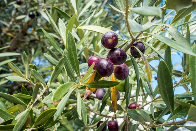 Opinião de close-up de azeitona orgânica três. Detalhe de folhas e frutos