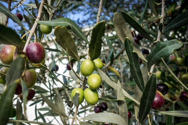 Opinião de close-up de azeitona orgânica três. detalhe de folhas e frutos