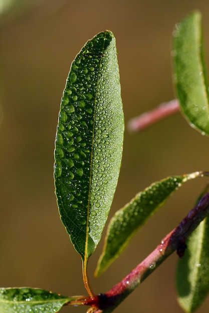 Opinião do close up da folha da árvore de amêndoa, completamente das gotas da água no amanhecer.