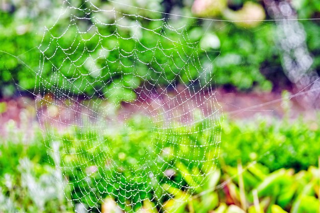 Foto opinião do close up da teia de aranha (teia de aranha) na natureza.