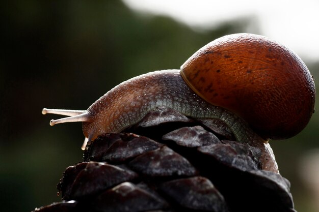 Opinião do close up de um caracol sobre um fruto de pinheiro.