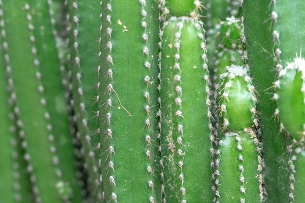 Foto opinião do close up do cacto verde como um fundo (vista superior, textura)