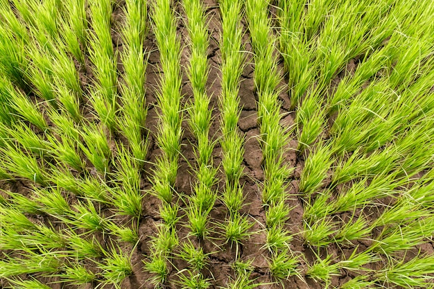 Foto opinião superior do formulário verde novo do campo do arroz