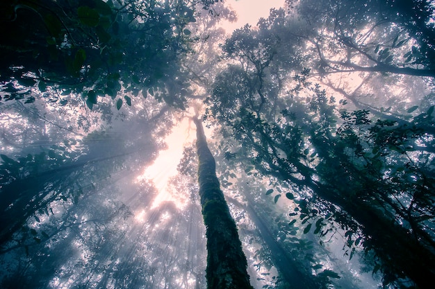 Una opinión de ángulo bajo del árbol en un bosque.