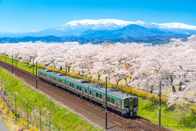 Opinión escénica del paisaje de Japón del tren de Tohoku con la plena floración de Sakura y de la flor de cerezo.