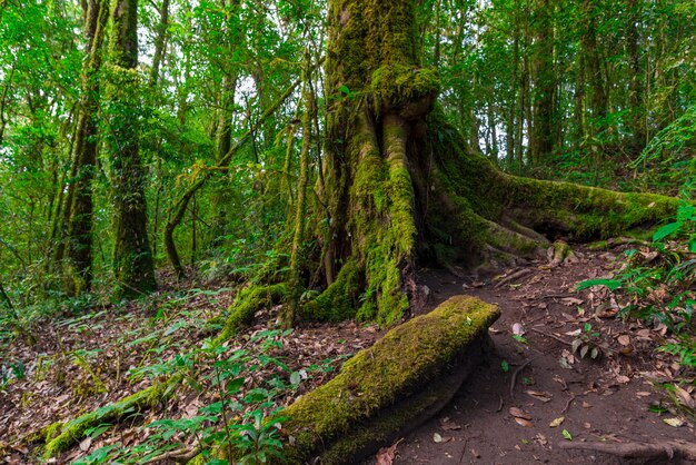 Opinión de la naturaleza del primer de la hoja verde en jardín en el verano bajo luz del sol