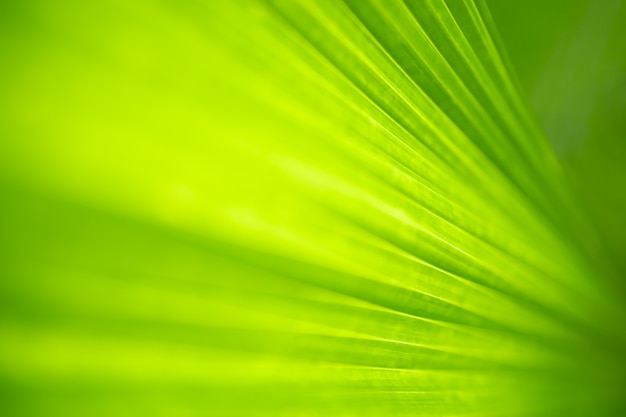 Opinión de la naturaleza del primer de la hoja verde y del verdor borroso