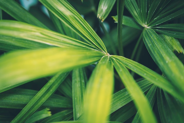 Opinión de la naturaleza del primer de hojas verdes.