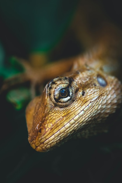 Foto opinión de la naturaleza de los reptiles en el fondo de la hoja verde. el camaleón que pega en las ramitas. tiene espacio de copia que se utiliza como fondo de ecología natural.