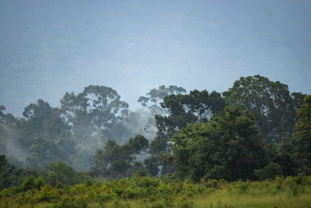 Opinión del paisaje de la naturaleza de la selva tropical, parque nacional de Khao Yai, Tailandia