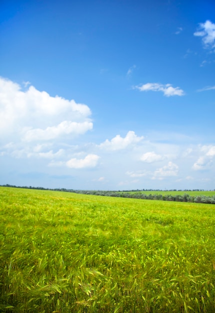 Opinión sobre el campo del trigo verde en tiempo de verano. Cielo azul con nubes en el fondo