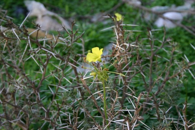 Foto los opuestos florecen entre las espinas 3