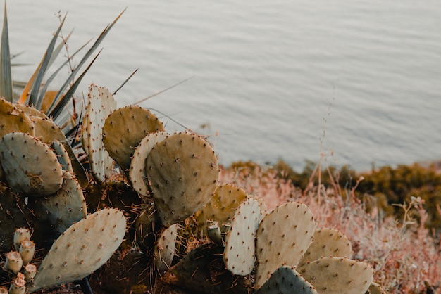 Opuntia cactus en el mar