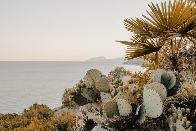 Opuntia cactus en el mar