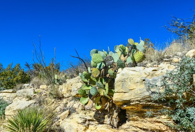 Opuntia cactus y otras plantas del desierto en el paisaje montañoso de Nuevo México, EE.UU.