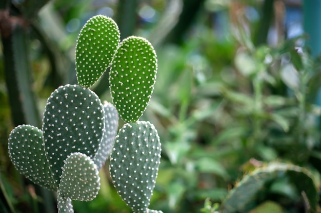 Opuntia é uma planta da américa do norte e do sul, pertence à família cactaceae.