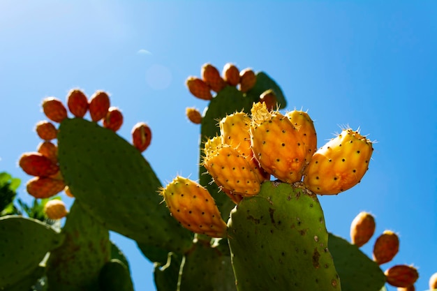 Opuntia ficus-indica, la tuna. Un cactus comestible con hojas verdes y ramitas naranjas y amarillas. Capas de cactus sobre un fondo de cielo azul, comida ecológica, frutas tropicales. planta del sur.