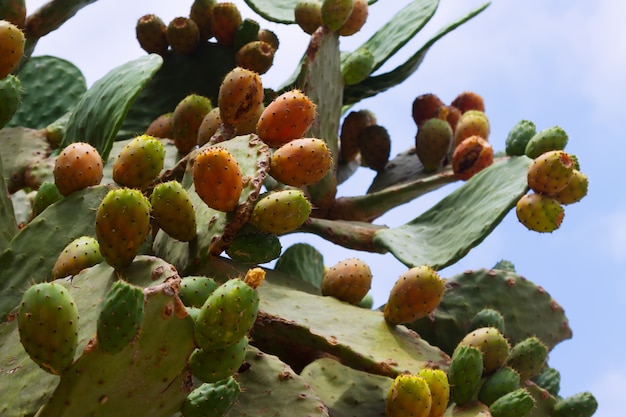 Foto opuntia ficus-indica