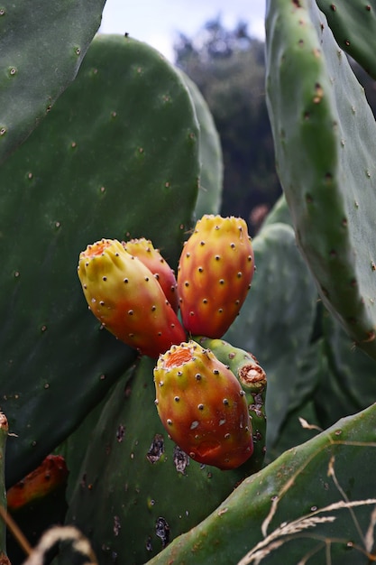 Opuntia Ficus oder Feigenkaktus mit Früchten