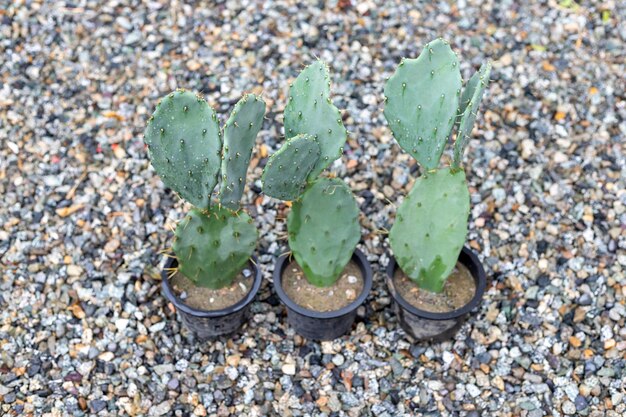 Opuntia große Pads Feigenkakteen wachsen in Plastiktöpfen in der Gärtnerei